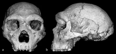 Jariii - Szkielety Neandartalczków z jaskini Shanidar datowane są na 45 tys. lat. Roz...