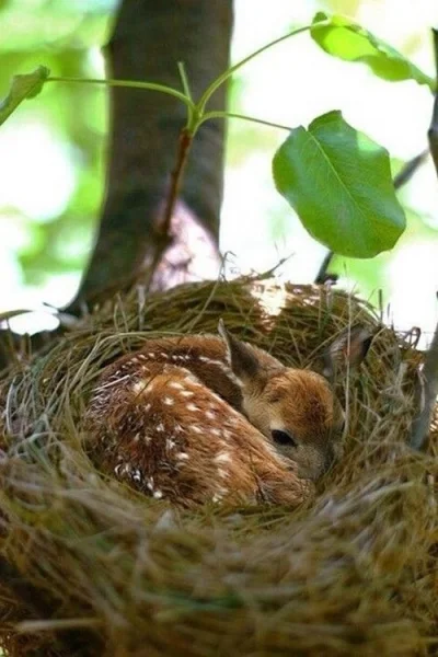 moon5 - źródło: http://awwww-cute.tumblr.com/post/79556247397/baby-deer-finds-warmth-...