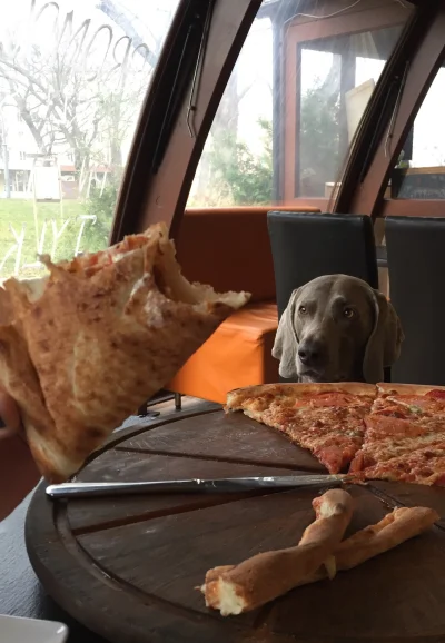 Aleleblele - Jak pies dobry to i na pizzę go zabieram
#smiesznypiesek #pokazpsa