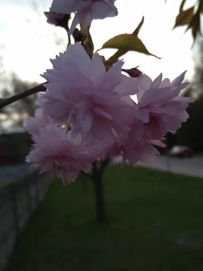 maxatop - Fajen kwiatki :D
#wiosna #fotografia