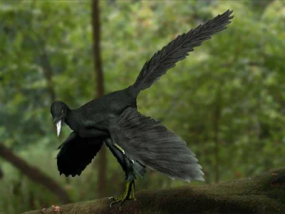 bioslawek - Archeopteryx

#nauka #ciekawostki #paleontologia #ptaki