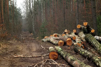 LostHighway - #las A moja ulubiona leśna trasa wygląda teraz tak:
SPOILER