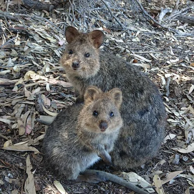 mfek00 - Na niedzielę
#quokka #quokkanadzis #zwierzaczki