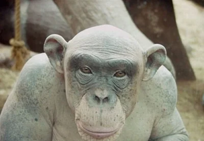 Borni - @azamat: Moim zdaniem łysy szympans spełnia wszelkie wyobrażenia nt. stereoty...