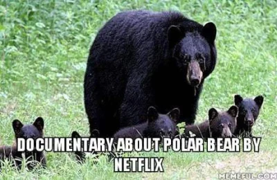 S.....y - Netflix kręci dokument o niedźwiedziach polarnych...
#lewackalogika #netfl...