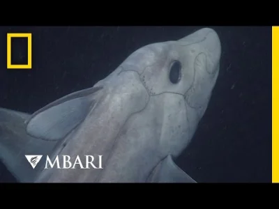 starnak - Ghost Shark Caught on Camera for the First Time