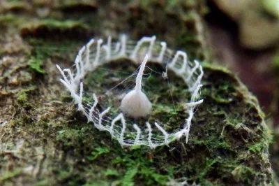 DuchBieluch - Silkhenge spider – niesklasyfikowany gatunek pająka budujący niezwykłe ...