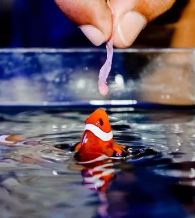 likk - Feeding Nemo



#zwierzaczki #rybki #nemo #reddit