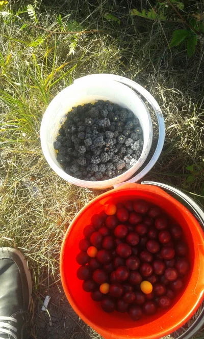 Metsan - widziałem dzisiaj w sklepie jeżyny mały koszyczek za 10 zl. kurde no chyba p...