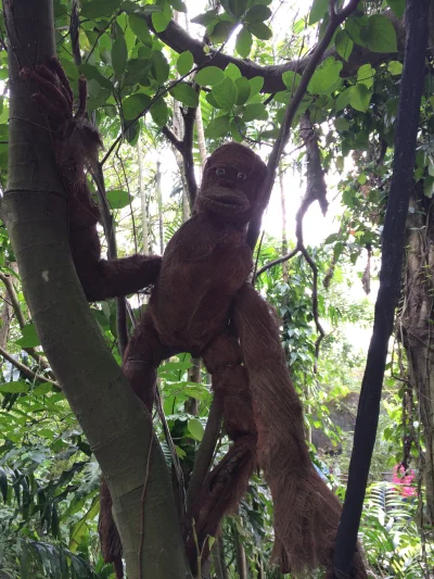 keram-us - Dzisiaj byłem w ZOO w Tajpej i poza fajnymi żywymi zwierzakami znalazłem c...