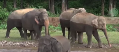 J.....k - Elephas lamperia - bardzo rzadki gatunek słonia dwukolorowego. Pierwszy tak...