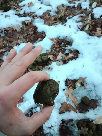 Debil_Lesny - O patrzcie, znalazłem chyba bratnią duszę idealną dla mnie, nawet z wyg...