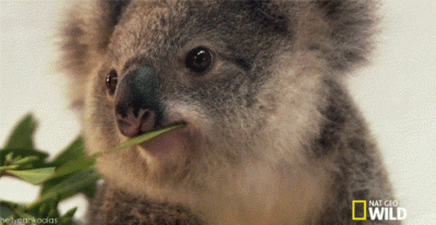 brzydalx - Wrzucam #koala, bo wszędzie tylko koty. (｡◕‿‿◕｡)
#smiesznypiesek #koalowa...