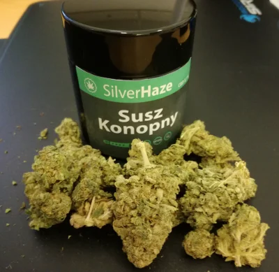 PanDaweed - @happy_shroom Gdzie kupiłeś? Ja testuję właśnie z Silver Haze z legalweed...