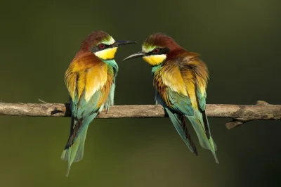 w.....r - Żołna zyczajna (Merops apiaster)

#ptaki #ptaknadzis #ornitologia #zwierz...