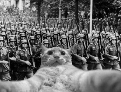 murza - @repiv: koty faszyści