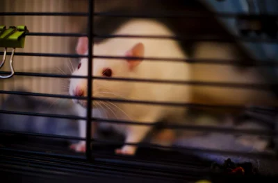 L.....o - #pokazszczura #pokazzwierzaka adoptowany Szczur o imieniu Mysz :D