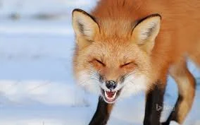 sinusik - @Kitsune475: What does the fox say? ( ͡° ͜ʖ ͡°)