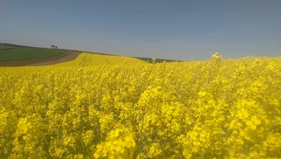 DzikiWonsz69 - Żółto mi(｡◕‿‿◕｡)

#rolnictwo #widoki