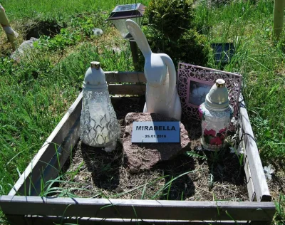 mateusz-skrzyniecki1 - Na cmentarzu dla #koty i #psy w #torun można spotkać takie zwi...