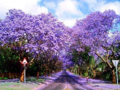 HaHard - Specjalnie dla @Noelia, Purple Road. Sydney, Australia 

Będzie dobrze :)
...