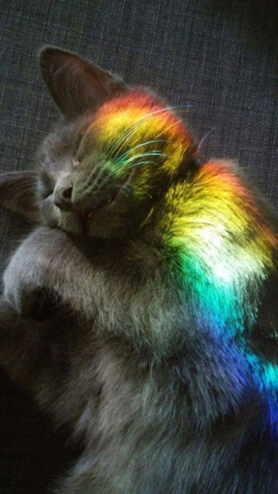 bednarz2000 - #rainbowcat

#gownowpis