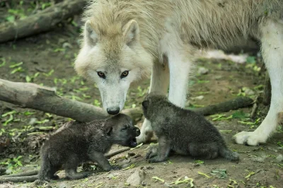 Wulfi - Młode Wilki

#wilk #wilki #zwierzeta #zwierzaczki #smiesznypiesek - #wulfi