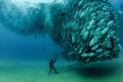 cheeseandonion - #ryby #fotografia #zwierzaczki #ciekawostki #redditselected