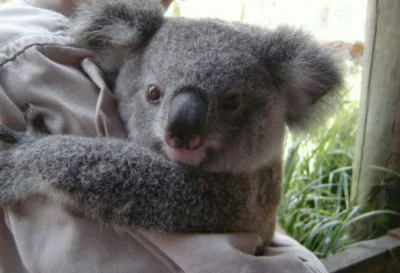 Najzajebistszy - Koalanko przytulanko. ʕ•ᴥ•ʔ

#koalowabojowka #zwierzaczki #koala