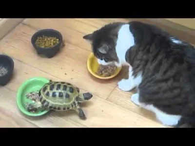 Czerkiew - żółwie > koty

#smiesznykotek #smiesznypiesek #heheszki