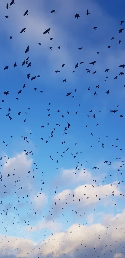 OnePageTo - Prawie jak Ptakach Hitchcocka. Zajebią nas wszystkich 

#fotografia