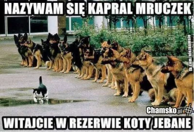 krul_europy - #smiesznypiesek #koty #humorobrazkowy