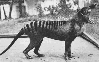 Dravenpl - Zdjęcie Tygrysa Tasmańskiego z 1933 roku, teraz ten gatunek uznano za wyma...
