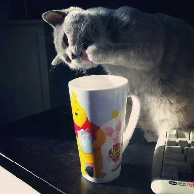 n.....t - Do każdej dużej kawy kot gratis.
#kradno #kawa 
#wacik < = ♡ 
#koty #pokazk...