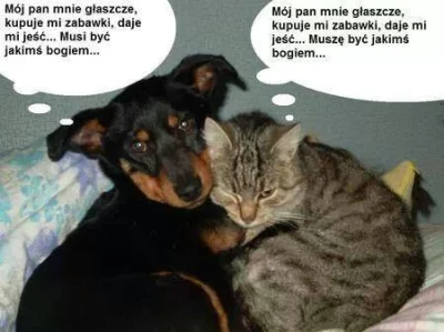 a.....o - koty vs psy



#humor #rozrywka #psy #psyikoty #koty #psyvskoty