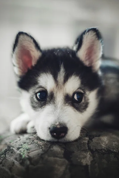 Lookazz - Awww (｡◕‿‿◕｡) 

#smiesznypiesek #psy #zwierzaczki #zwierzeta #husky