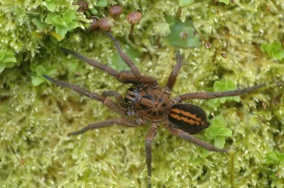 rzuberbozy - Korzystacie może z apki do pająków? Polecam tą o nazwie tarantulas. Dziś...