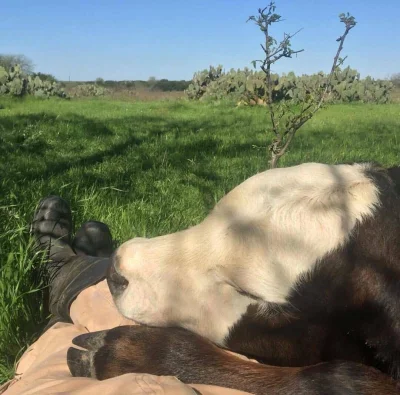 Malusz - #krowy #earthporn #fotografia