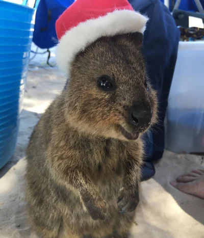 mfek00 - Kuoczych świąt i wielu liścieji
#quokka #quokkanadzis #zwierzaczki