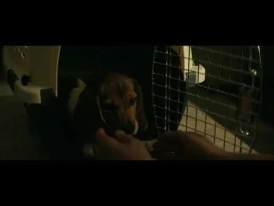 Minieri - Gdyby tylko John Wick się dowiedział co tam robią z Beaglami...