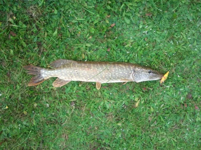 k4yt3k - Taką rybę udało mi się wczoraj oszukać...:P

67 cm i całe 2 kg...



SPOILER...