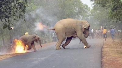 L3stko - > Para słoni ucieka przed tłumem ludzi, którzy próbują podpalić zwierzęta. S...