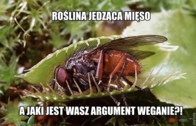 ClauditteMissCooking - #dobranoc #heheszki #bekazwegetarian