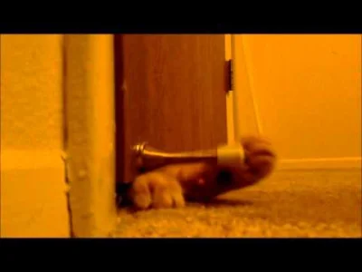 enron - Koty mają swoje sposoby :)
U nas jedna z kotek złazi do zejścia do piwnicy -...