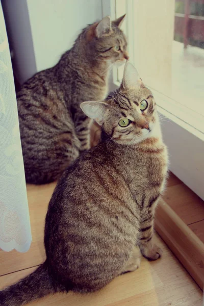 lewactwo - Hania i Szymon czekają na mnie aż przyjadę z pracy :)

#kotkahania #kots...