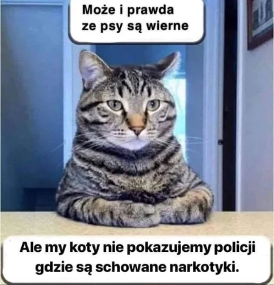 jaroslaw-nitko - #koty #narkotykizawszespoko