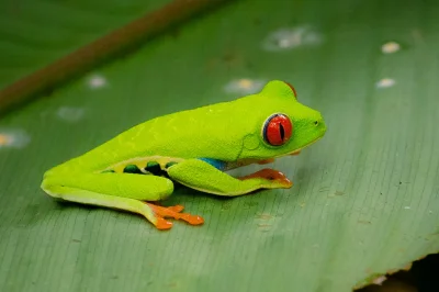 DuchBieluch - Chwytnica kolorowa (agalychnis callidryas) – gatunek żaby występujący w...