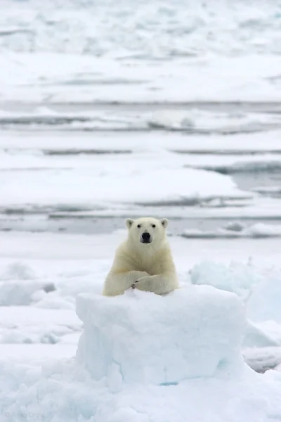 likk - Myśliwy wybrał się na biegun, aby upolować niedźwiedzia polarnego.

Po kilku g...
