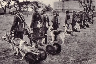 yolantarutowicz - Czy też: Psy w przedwojennym Wojsku Polskim (1918-1939)