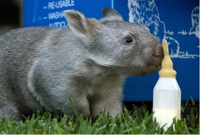 Vadzajna - #smiesznypiesek #wombat